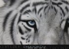 Белый тигр(дизайн И.Козинов)